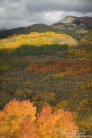 Fall Takes Flight