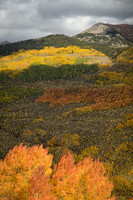 Fall Takes Flight
