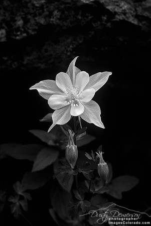 Moody Columbine