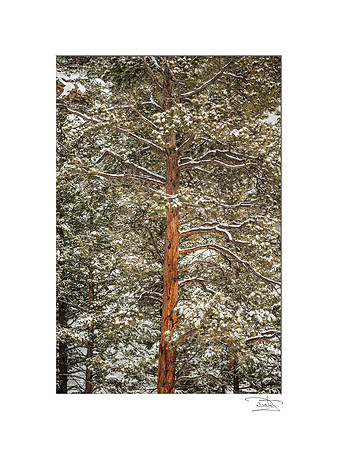 Old Man Winter