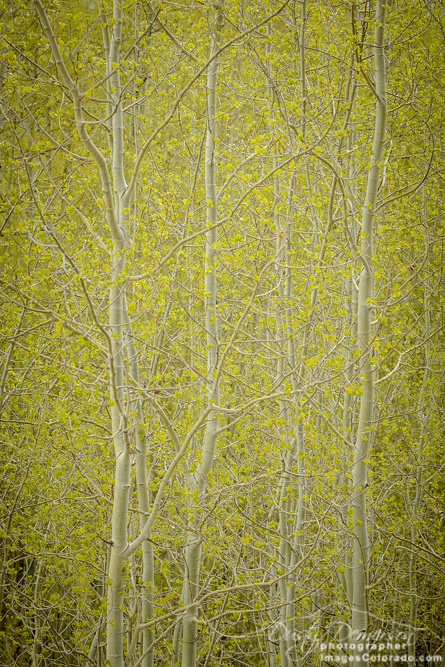 The Soft Light of Spring