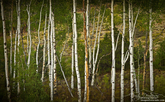 Summer brings a deep green glow to a Colorado aspen forest near Lake City