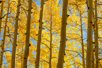 A Forest of Light