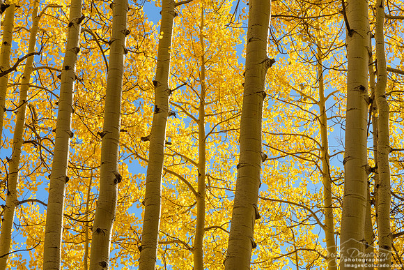 A Forest of Light