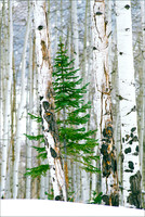 Lone Pine