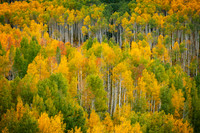 Early Autumn Near Kebler Pass