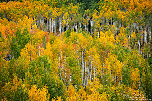 Early Autumn Near Kebler Pass