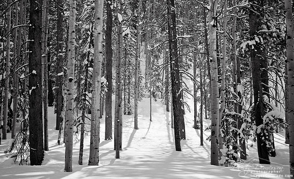 Forest Light 2