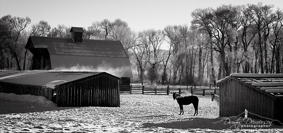 Frosty Horses