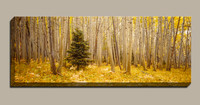 single pine tree in a yellow aspen forest panorama