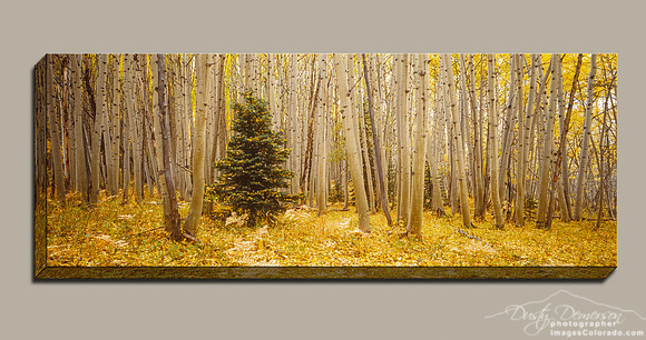 single pine tree in a yellow aspen forest panorama