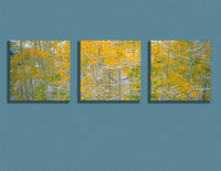 early snow on Colorado aspen forest triptych canvas
