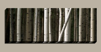 Colorado aspen grove panorama