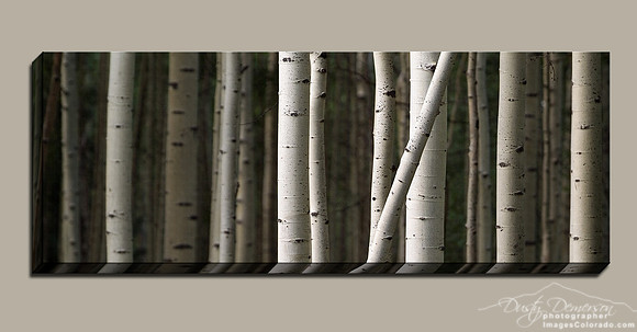 Colorado aspen grove panorama