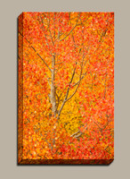 Autumn Red aspen leaves fill the trees near Crested Butte Colorado