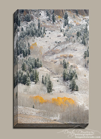 yellow aspen trees surrounded by snow covered Crested Butte Mountain