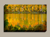 Fall colors fill the forest reflection in Lake Grant near Crested Butte Colorado