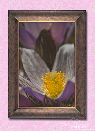 Purple Pasque Flower blooms in spring