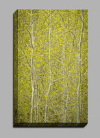 fresh lime green aspen leaves in a Colorado forest