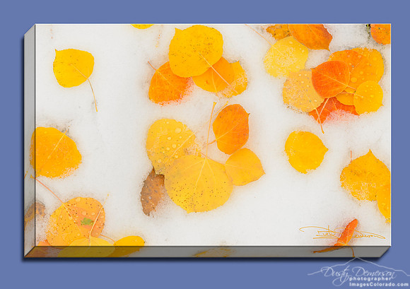 yellow and gold aspen leaves on fresh snow resemble lemon drops
