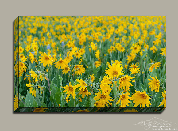 a sea of yellow sunflowers on a Colorado hillside.