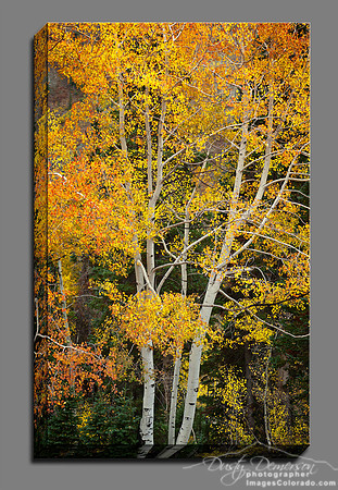 fall color on aspen branches resemble golden rings