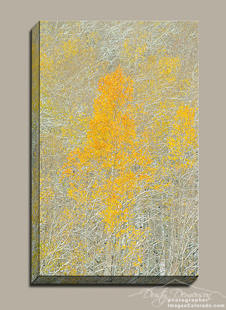 a golden aspen tree in a snow covered forest