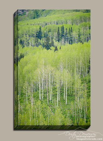 white aspen trunks against a green hillside look like bones