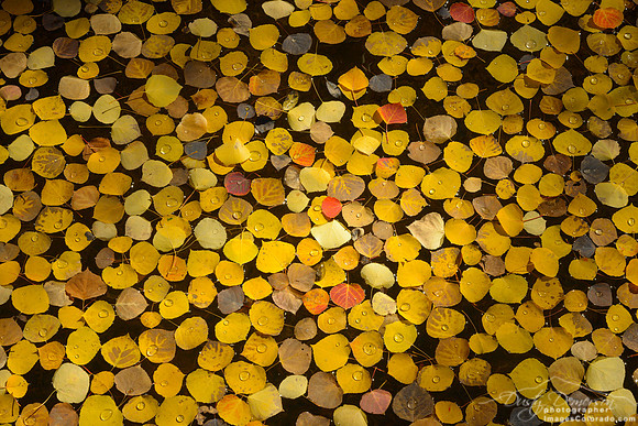 floating golden aspen leaves look like soup in aspen bisque