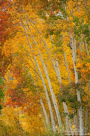 Leaning Into Autumn