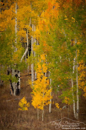Aspen Family