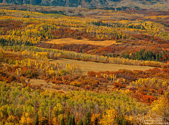 fall autumn forest red gold farm Colorado valley Kebler
