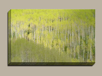 new lime green aspen leaves fill a Colorado forest