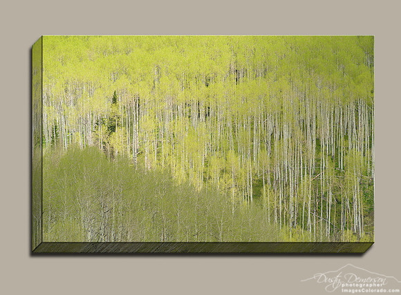 new lime green aspen leaves fill a Colorado forest
