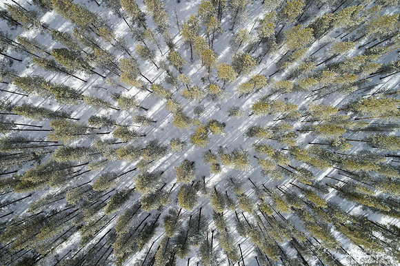 winter pine forest in snow from above drone aerial