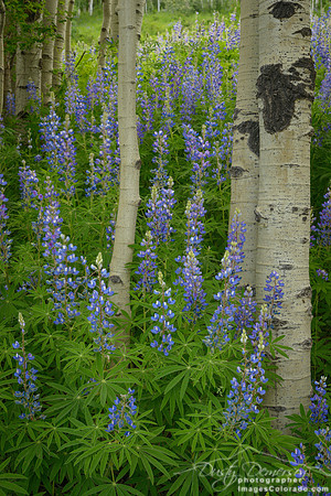 lupine flowers bloom beneath aspen trees