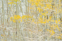 Autumn Gold