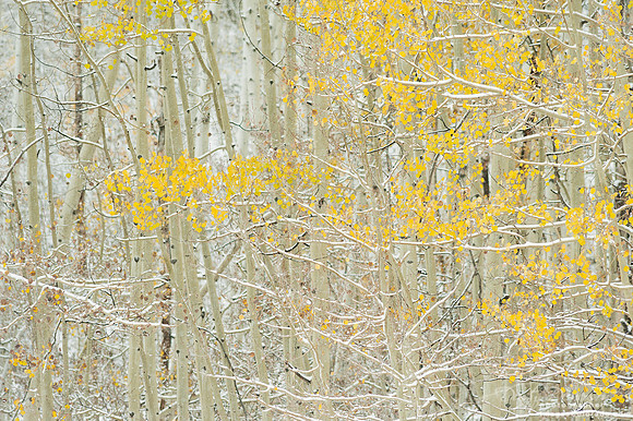 Autumn Gold