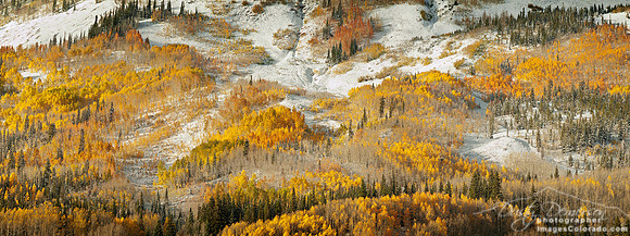 fall aspen leaves panorama snow Gothic Mountain
