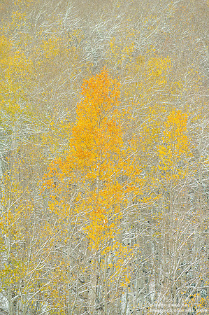 fall autumn aspen forest yellow golden snow
