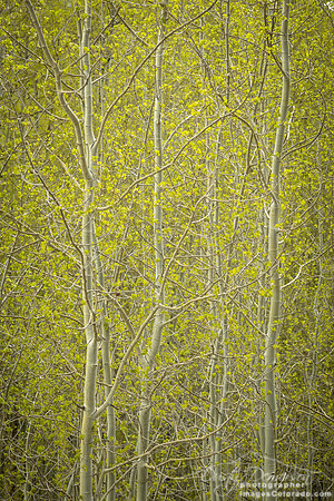 aspen forest green spring trees leaves