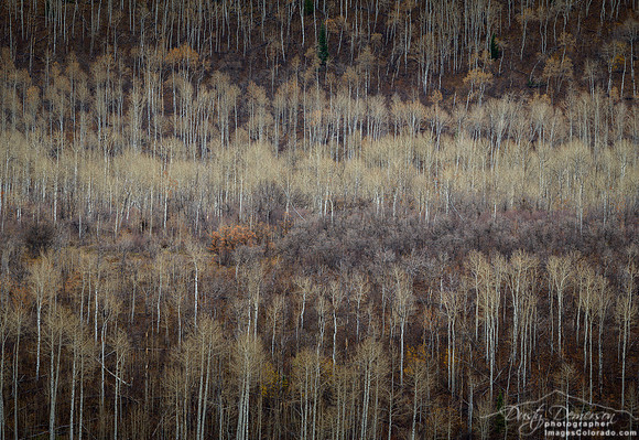 mountain bare aspen trees bones forest fall