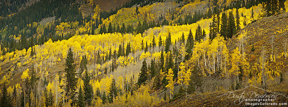 fall yellow aspen panorama mountain forest trees