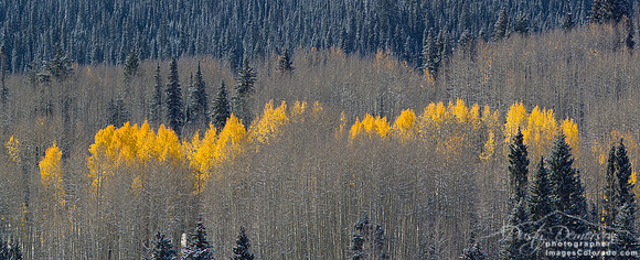 fall aspen forest leaves yellow bare trees grove
