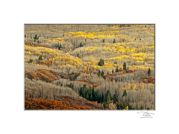 Calico Forest