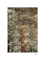 Ponderosa Pine tree with fresh snow