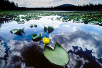 Lilly Lake