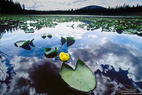 Lilly Lake