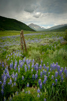 Lupine and Gothic Mountain