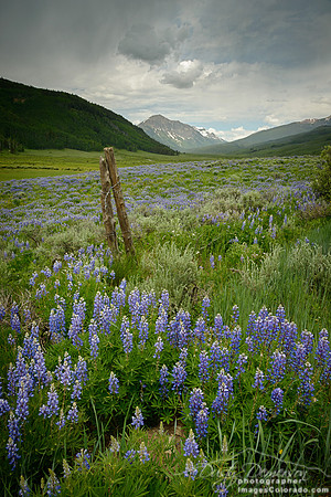 Lupine and Gothic Mountain